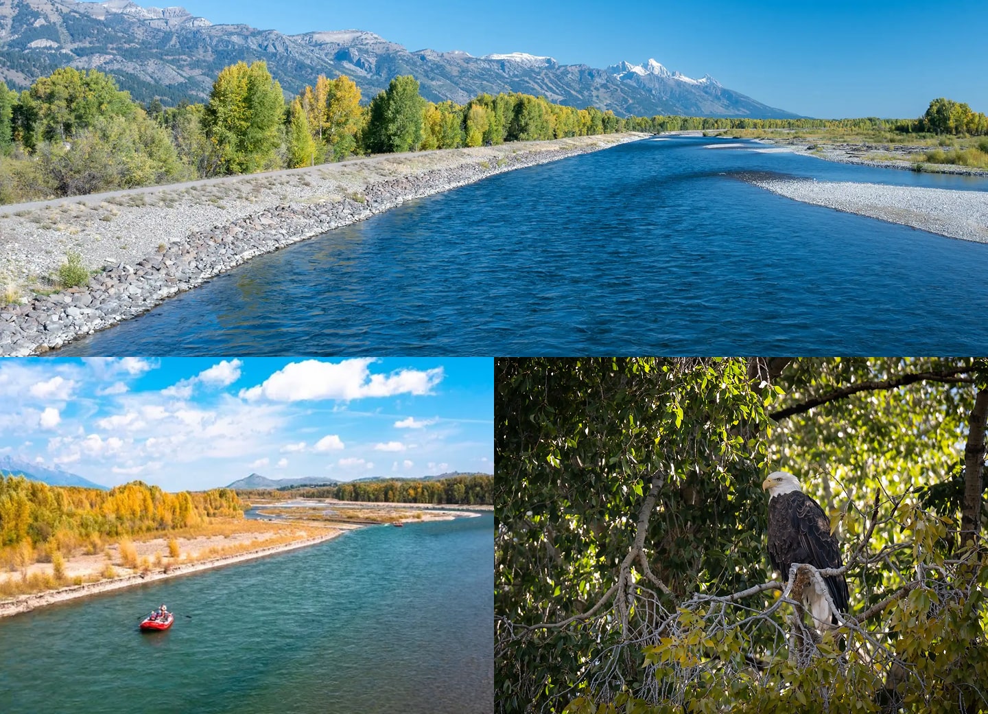 Photo grid of the Snake River with a raft and eagle