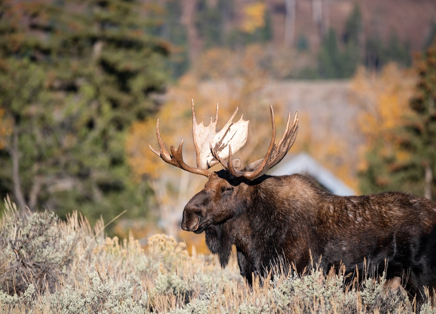 moose on the snake river from a scenic float trip