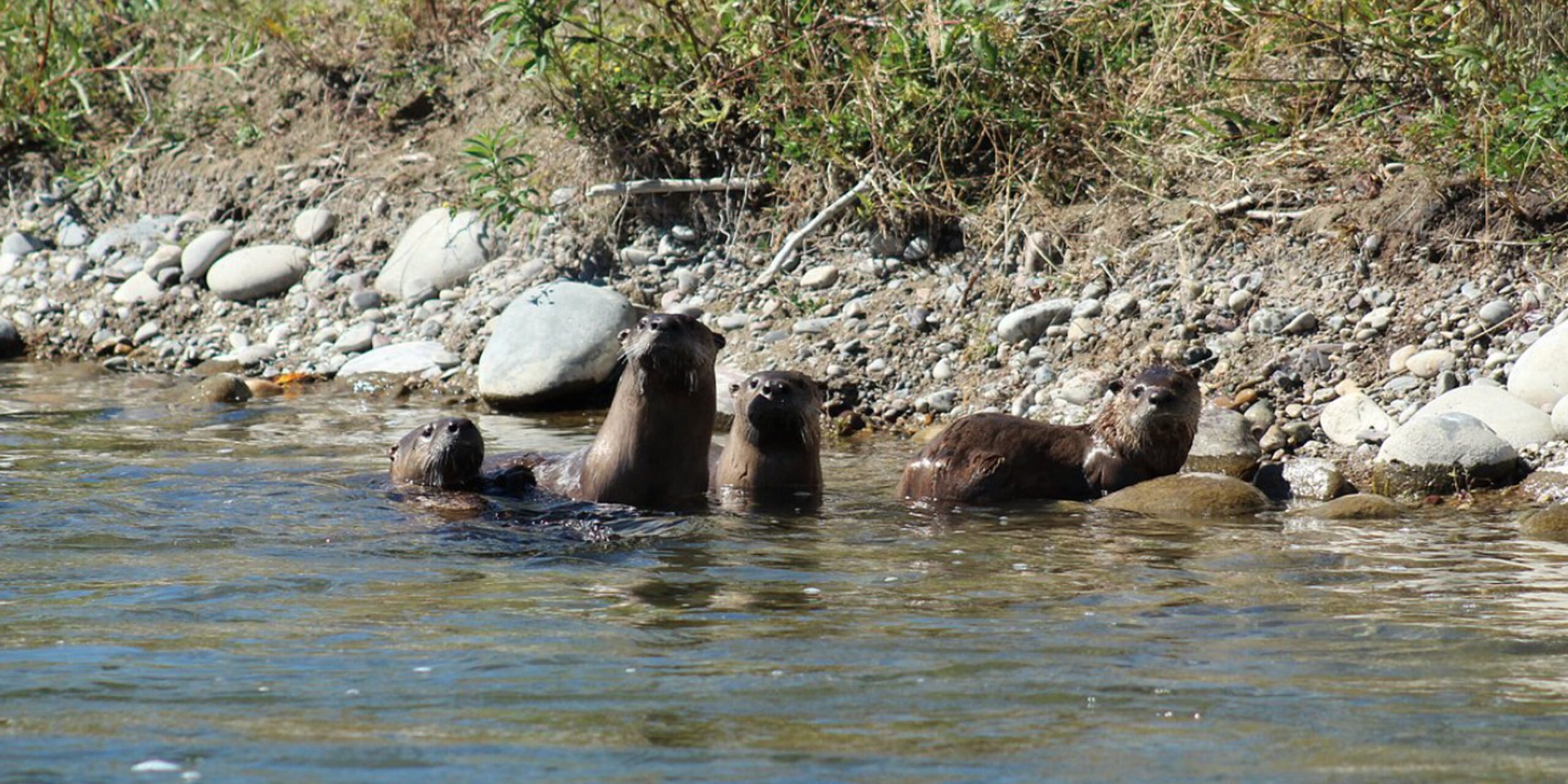 family of otters on the Snake River