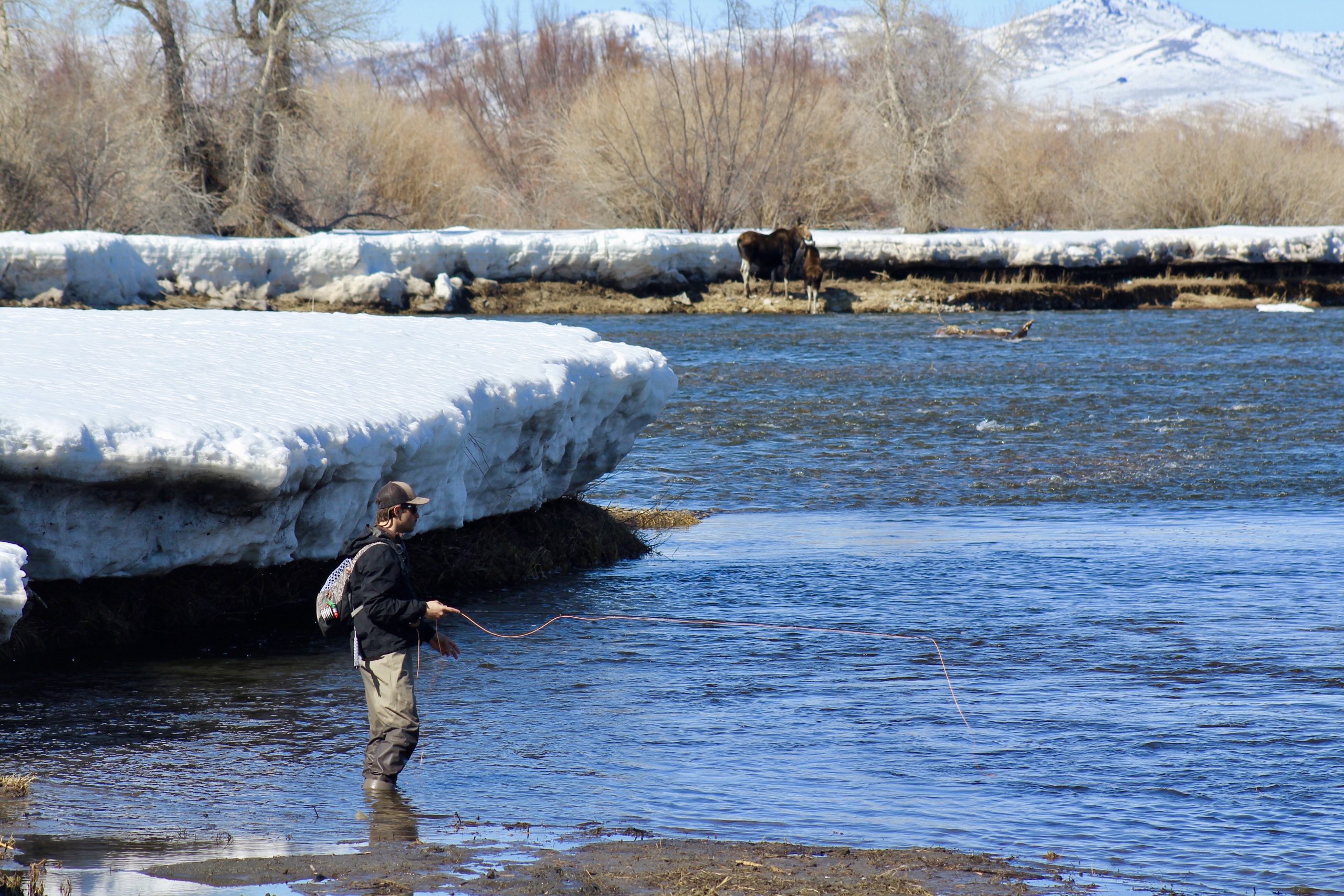 fly fishing with a mama moose and her calf in Jackson Hole