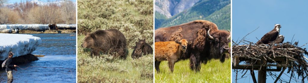 Collage of moose, bison, bears and osprey in Jackson Hole, Wyoming